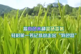 搞有色米种富硒番薯 驻村第一书记扶贫走出“特色路”视频封面