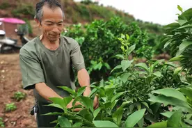 这里的农民要比分数，还实行“末位淘汰”图片