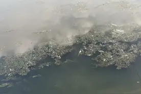 凉水河通州段小鱼都翻肚了，怎么回事？专家初步分析图片