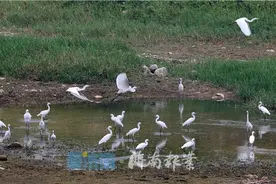 泉视界丨玉符河白鹭翩跹 泉城亮丽生态美景图片