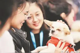 流浪狗 一个亟待破解的难题图片