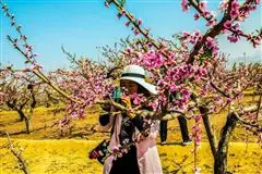 下川口村：在那桃花盛开的地方图片