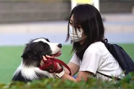日本首现宠物狗新冠病毒检测呈阳性图片