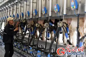 挤28头奶牛只需15分钟 看科技牧场如何玩转畜牧业图片