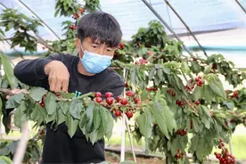 舌尖上的美味助力黑土地脱贫图片