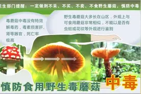 致幻蘑菇刷屏！专家：野生蘑菇中毒死亡率高达20%图片