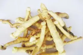 厨房里的中药：玉竹图片