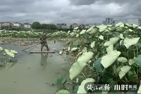 男子靠种藕种出3套房、3辆车！烈日下他为儿女拼了：能在杭州这样生活，我自豪图片