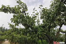 新闻纵深｜禁止早采，河北魏县这样保鸭梨招牌图片