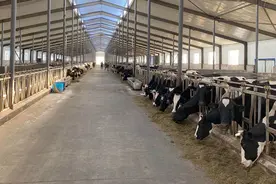 牛牛牛！这个养牛大镇真牛图片