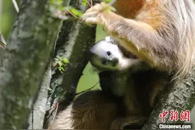 神农架金丝猴再添新丁 猴宝宝呆萌可爱（图）图片