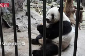 北京动物园饲养员：高温天主动加班给动物防暑视频封面