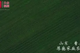 视频丨这里10种口味的鲜食玉米可直接吃！与鲜食花生间作，亩均助农增收千元图片