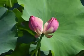 好运“莲莲”！罕见并蒂莲绽放西埂莲乡图片