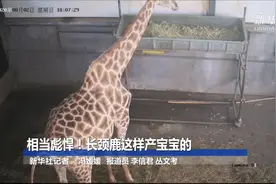 相当彪悍！长颈鹿这样产宝宝的视频封面