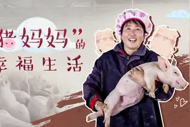 「脱贫印记」“猪妈妈”的幸福生活图片