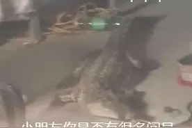 吓人！家中爬出一条鳄鱼！张着大嘴！居民：疑似从下水道爬出来……图片