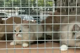 一屋子养了20只猫满楼串异味 主人居民都挺愁图片