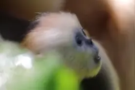 太可爱了！神农架再添一只雄性金丝猴宝宝，猴妈妈片刻不离图片
