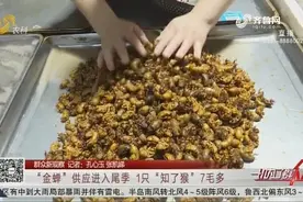 “金蝉”供应进入尾季，一斤“知了猴”大约75元，折合一只7毛多