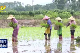 阳江市超级杂交水稻推广面积逾30万亩图片