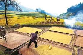 解读紫鹊界的神奇密码——田在云端鹊在飞图片