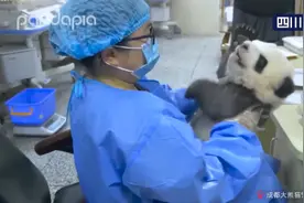 大熊猫宝宝和饲养员吵架全过程曝光太高能 奶凶吼叫萌翻网友图片