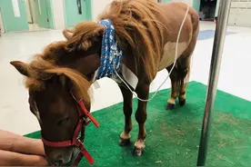 病了也这么萌？矮马Pony扬州就诊记图片
