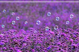 芳香植物漫话：浪漫梦幻薰衣草图片