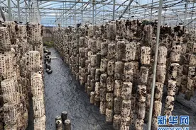 张大妈家的一把木耳图片