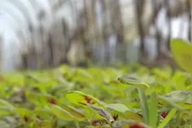 一个月就能采摘，汛期过后农户抢种快生菜视频封面