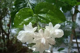 最美的歌配最美的花，太美了！(必须收藏)图片
