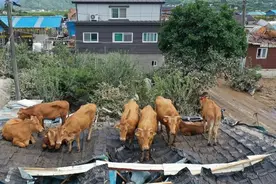 韩国暴雨已致30人死亡 牛群爬上屋顶躲避洪水图片