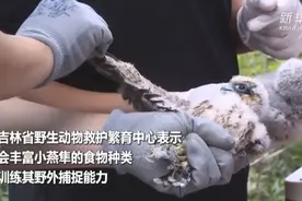 三只燕隼宝宝获救，网友：动作好一致啊，太可爱了图片