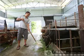 河池70.22万人口脱贫的背后：脱贫路上疾步行 脱贫攻坚有“妙方”图片