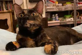 设计师嫌玳瑁猫长得不好看　妈霸气回：明明就很可爱图片