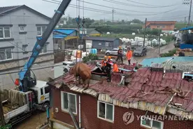 韩国多地遭遇强降雨 黄牛上屋顶躲洪水等救援图片