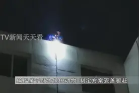 密密麻麻！包头一小区楼里“住”了上千只蝙蝠，一到晚上成群飞出……图片