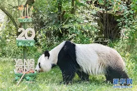 奥地利：大熊猫“阳阳”庆祝生日图片
