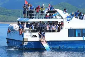 99只海龟回家啦 守护野生动物 我们在行动图片