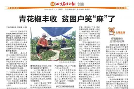 青花椒丰收 贫困户笑“麻”了图片