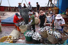 浙江台州：东海归来鱼满舱图片