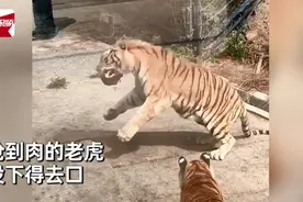 太萌！母老虎为吃肉躺地卖萌撒娇，公老虎一脸无奈将肉让出图片