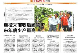 血橙采前收后勤管护来年病少产量高图片