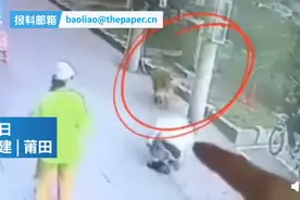 遛狗老人被高空坠猫砸晕倒地：金毛犬护主堵住肇事猫，猫咪主人正协商赔偿图片