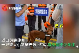 来了就不走了！流浪犬“巴万”凭实力成为警犬学员，将被培养成搜爆犬图片