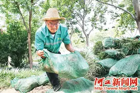 用汗水浸润每一寸绿植图片