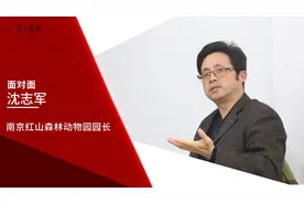 面对面 | 红山动物园园长沈志军：想到大象睡觉时难受的样子，我心疼图片