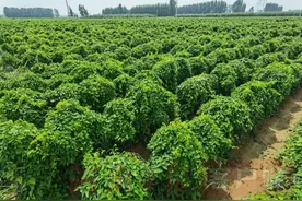 西范庄村“变形记”图片