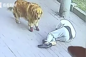 遛狗老人被高空坠猫砸晕怎么回事？现场图片详情曝光真天降横祸图片